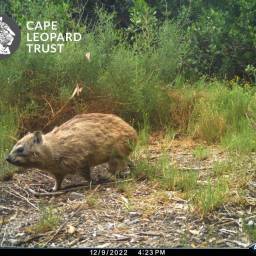 Rock hyrax